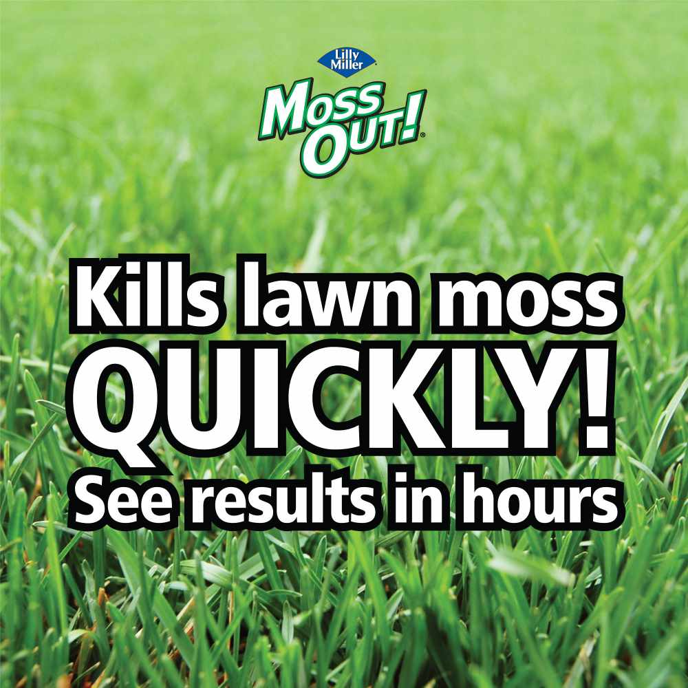 moss out fertilizer for lawns